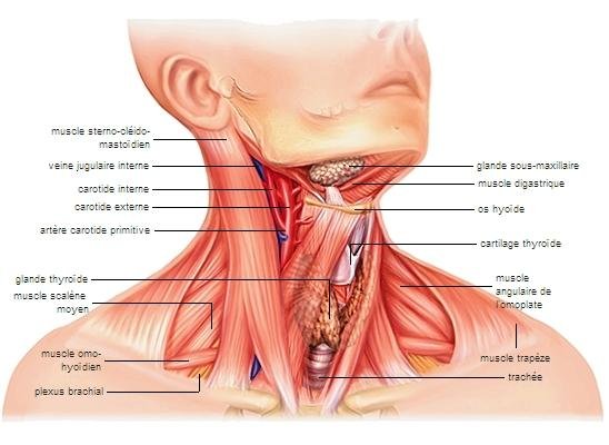 Exercices ​complémentaires pour ‌renforcer‌ les muscles du cou et améliorer les résultats